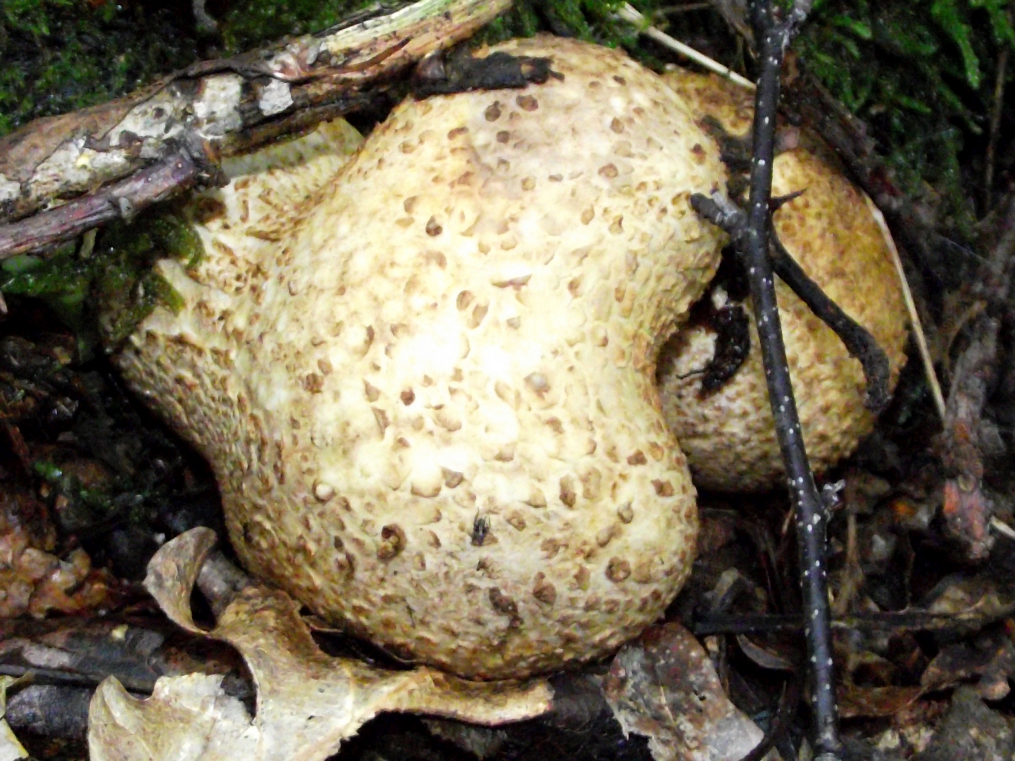 Dickschaliger Kartoffelbovist